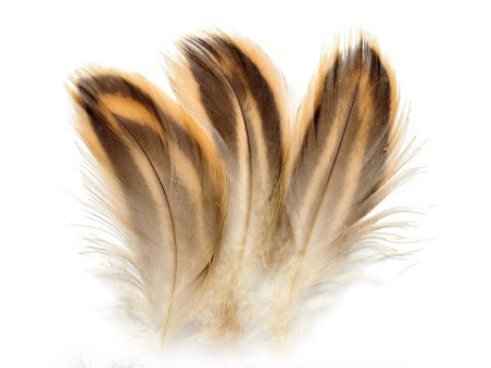 Gräsand hona sidfjäder (flank)