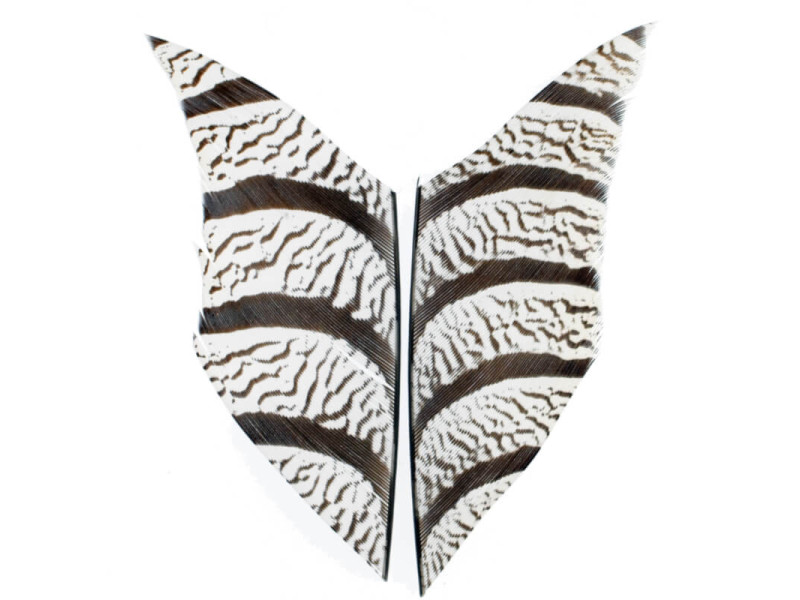 Diamantfasan bit av stjärtfjäder