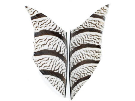 Diamantfasan bit av stjärtfjäder