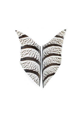 Diamantfasan bit av stjärtfjäder