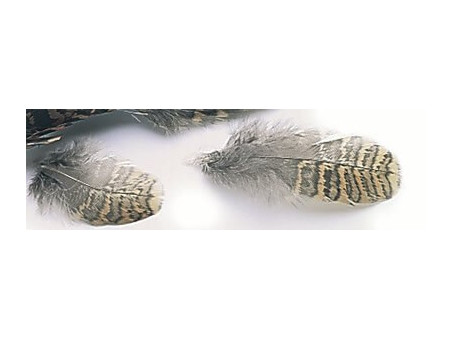 Morkulla kroppsfjäder