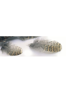 Morkulla kroppsfjäder