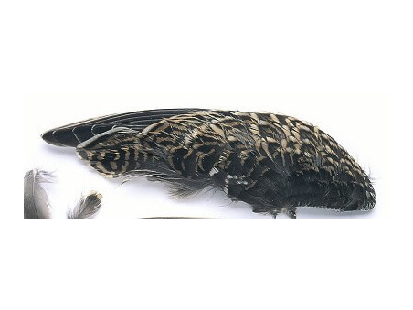 Beckasin Snipe vingpar